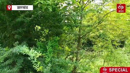 बर्डमैन पन्नालाल: झारखंड के जंगलों में पक्षियों की पुकार, 45 प्रजातियों के परिंदो से दोस्ती, कर सकते हैं उनसे बात