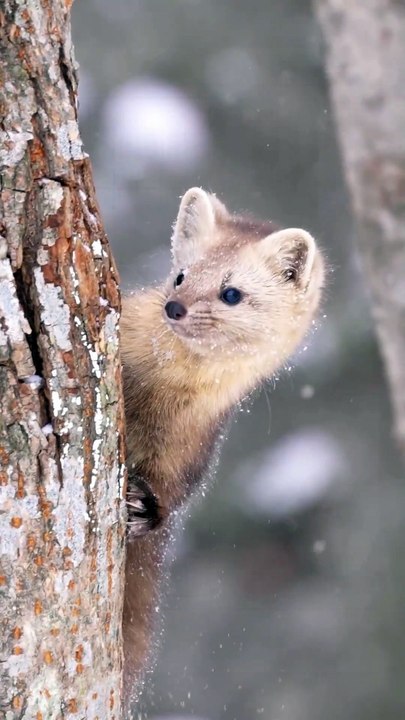 La permaculture avec des animaux | Agriculture naturelle en action