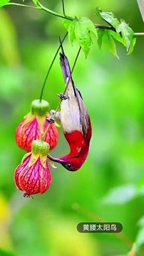 الزراعة الطبيعية مع الحيوانات | طرق الزراعة المستدامة بدون مواد كيميائية