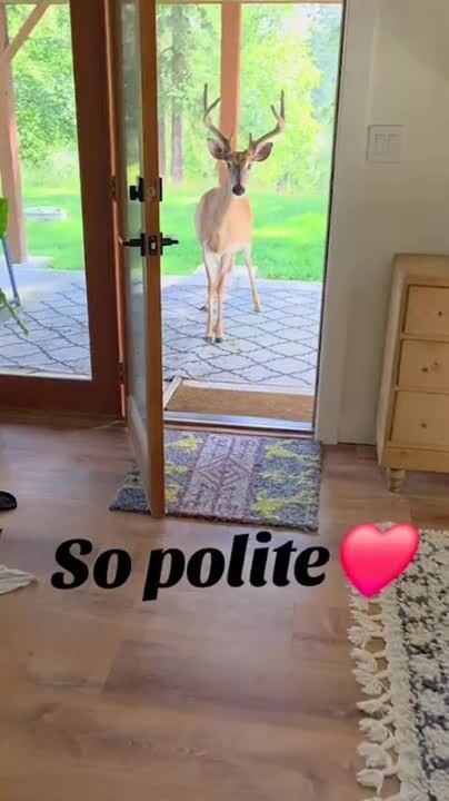 Deer Waits Patiently Outside House to Be Fed