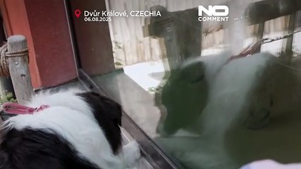 Lwiątka berberyjskie z czeskiego zoo trafią do nowego domu