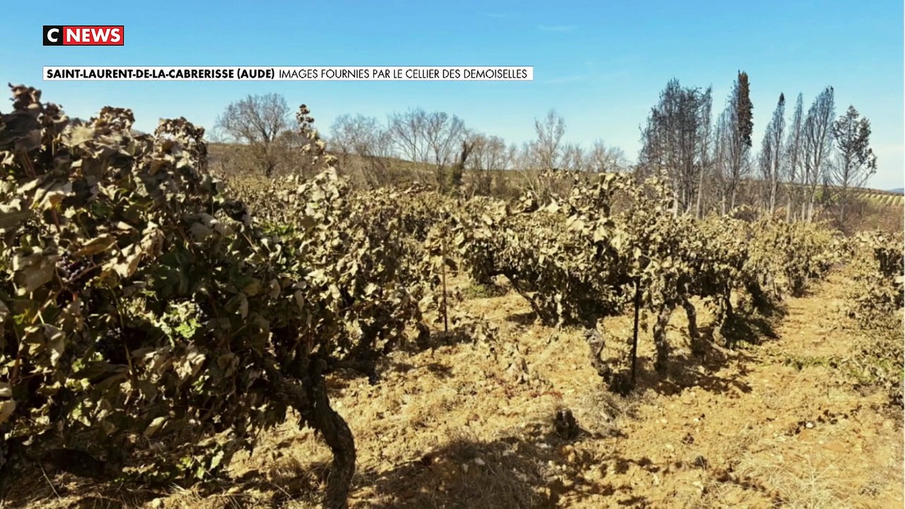 Incendie dans l’Aude - Les salariés d’un domaine viticole, impuissants face à l’avancée des flammes, obligés de quitter les lieux: "On a perdu 80% des vignes" - VIDEO