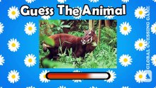 Discover the Secrets of the Wild Creature! | Identify the Animal | Creature Quiz | Wild Animal