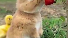 cute rabbit
