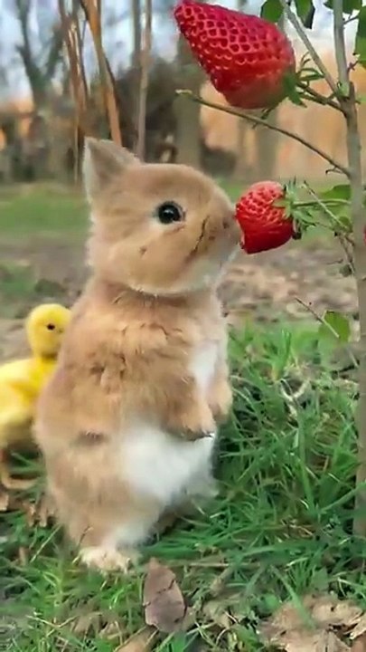 cute rabbit