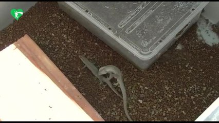 Al Bioparco di Roma sono nate 52 rarissime lucertole delle Eolie