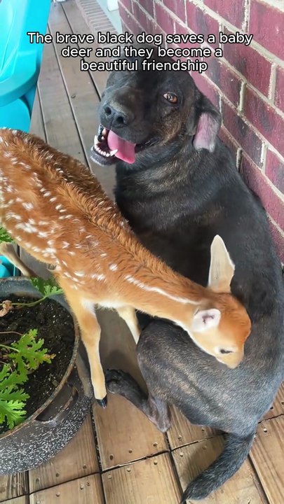 M0208043_The brave black dog saves baby deer and they became beautiful fri..._part2