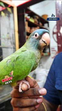ഇണങ്ങിയ ബ്ലൂ ക്രൗണഡ് കോന്യൂർ | Fully Tamed Blue Crowned Conures #petsworld #conure #parakeets #parrot ഈ ഷോപ്പിന്റെ അഡ്രസ്സ് മിക്കി പെറ്റ്സ് ബി‌ജെ‌പി ജില്ലാ ഓഫീസിന് സമീപം,പത്തനംതിട്ട.ഫോണ്‍ നമ്പര്‍ - 80896 90746/98463 90746/ 0468 2964521