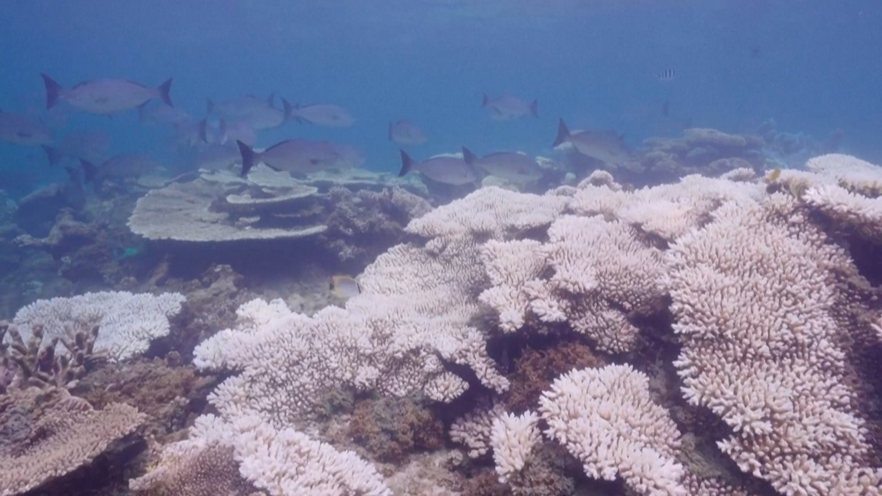 Australie : les images de la Grande Barrière de corail, victime d'un blanchissement record