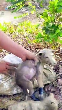 M0208048_Rescue dog and cat from pitiful mud rescue animals animalsoftiktok..._part2