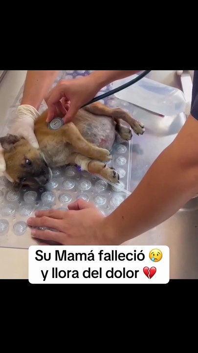 M0208050_No lo queremos dormir pobrecito nadie lo ha apoyado tan chiquito sufriendo perros animales doglover refugiodeanimales dogs_part2
