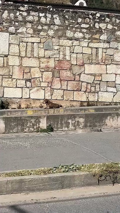 M0208051_DIFUSIÓN URGENTE Está sufriendo desde el día de ayer este pobre angelito atropellado está sangrando no recibe ninguna ayuda_part1