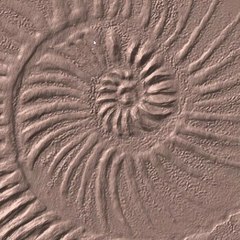 working process nautilus_1