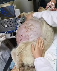 Hapless pregnant dog gets rescued