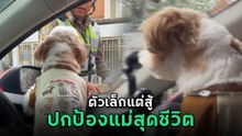 ปังไม่ไหว ! น้องหมาเห่าใส่ตำรวจ ปกป้องแม่สุดชีวิต