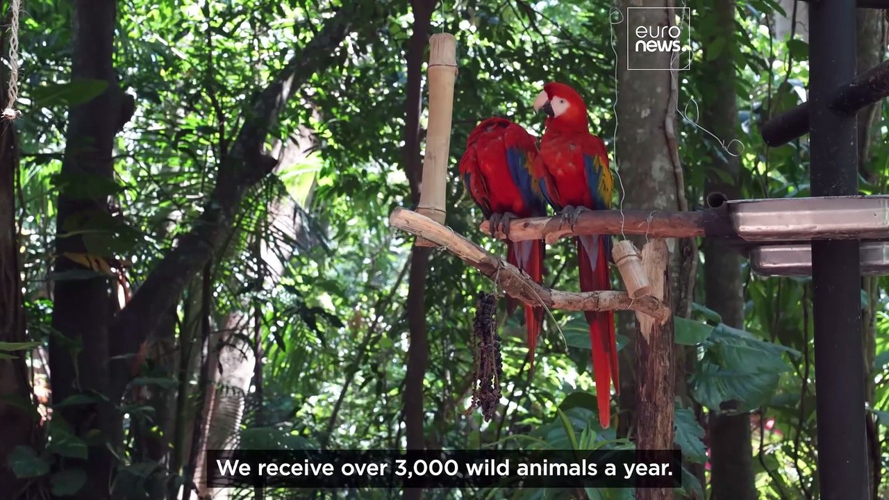 Watch: The wildlife sanctuary rescuing animals in Costa Rica
