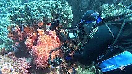 Deniz ekosisteminin zorunlu müttefikleri: palyaço balığı ile deniz anemonu