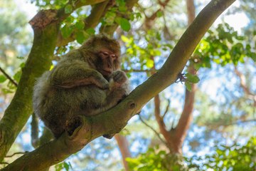Maymunların hüküm sürdüğü bir doğa: Çocuklu aileler buraya bayılıyor