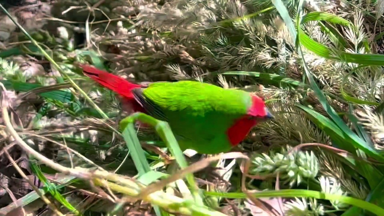 Bird Breeding Update _ Finches _ Softbills _ Canary Birds _ Budgies _ S2_Ep14