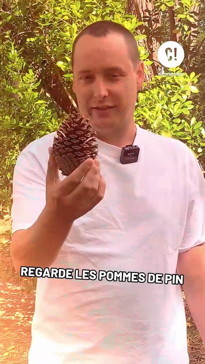 Les pommes de pin se transforment avec la pluie ?