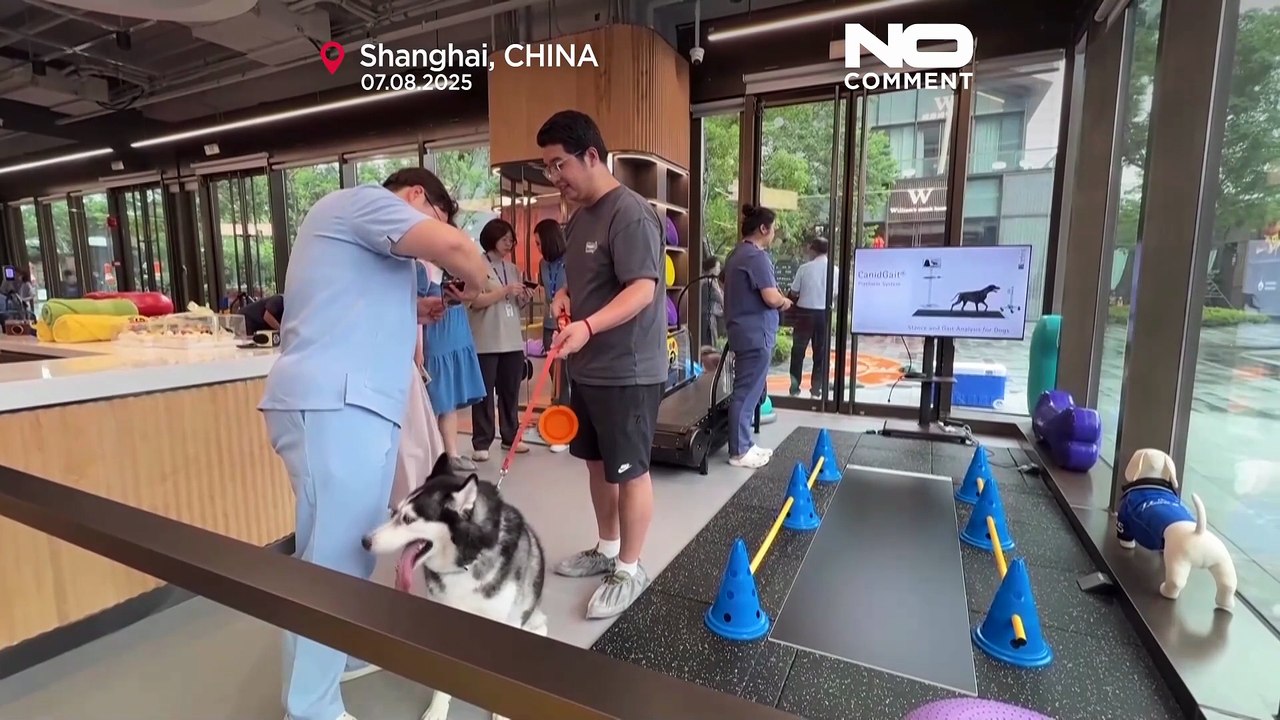 Shanghai eröffnet Chinas erstes Fitnesszentrum für Hunde