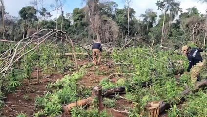 Destrucción de marihuana en Curuguaty.