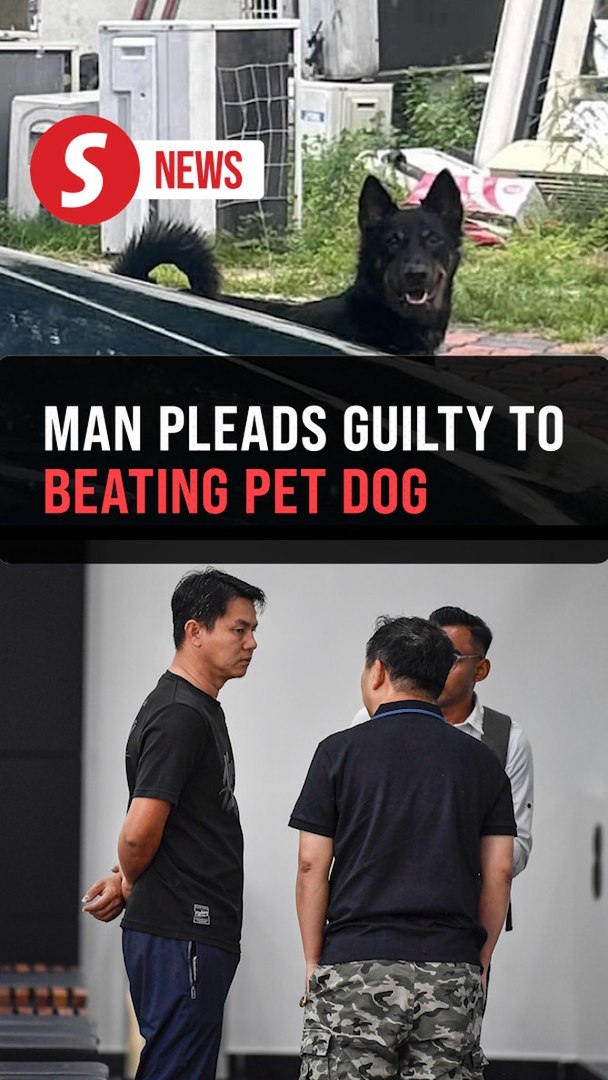 ⁣Man in viral video beating pet dog 'Lucky' fined RM30,000