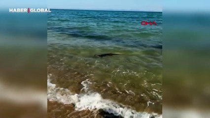 Saros'ta su samuru: Çocukların ilgi odağı oldu