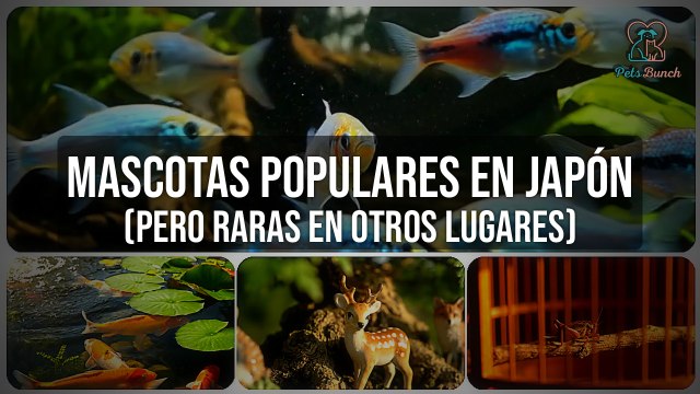 Mascotas populares en Japón (que son raras en otros lugares)