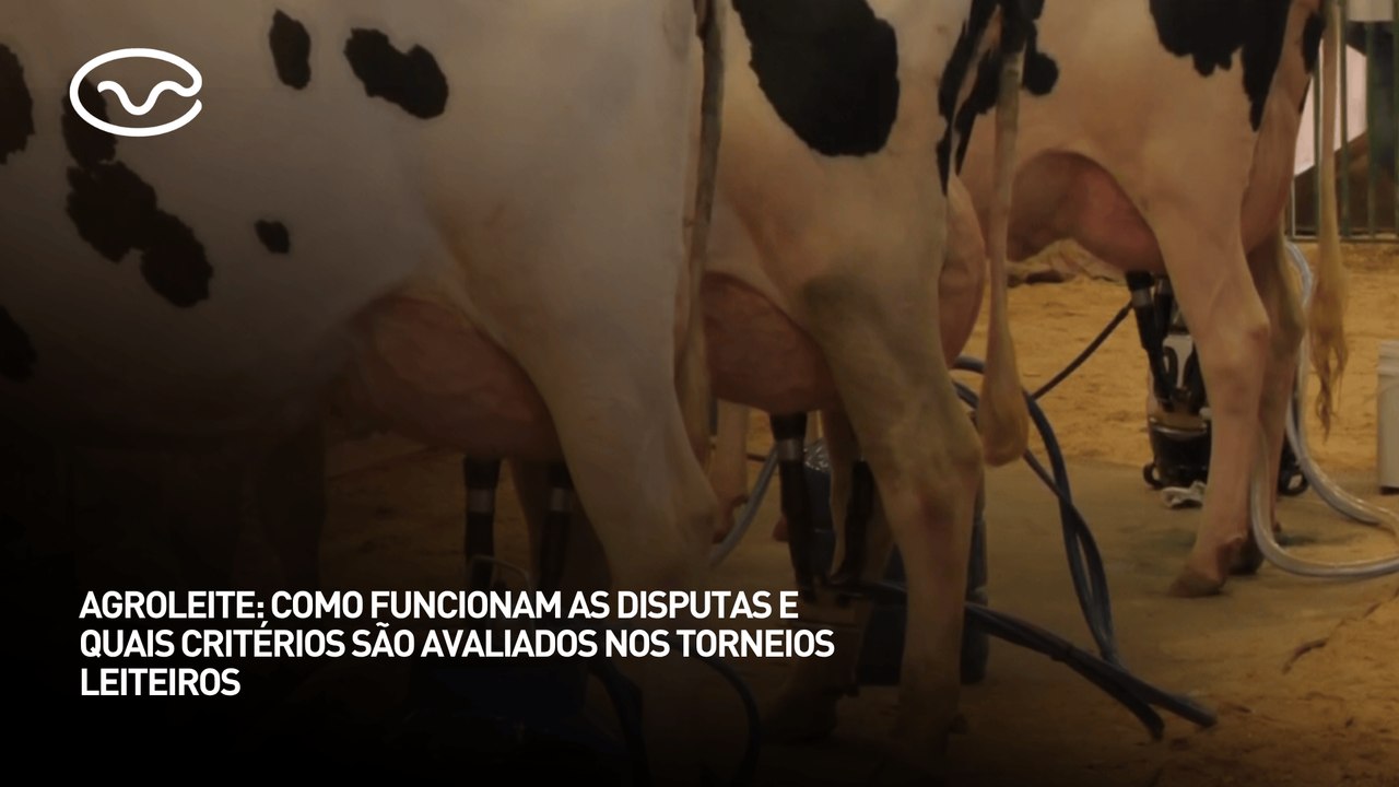 Agroleite: como funcionam as disputas e quais critérios são avaliados nos torneios leiteiros