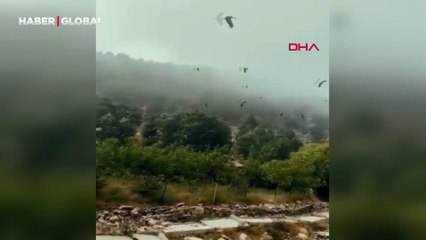 Hatay’da leyleklerin göçü görüntülendi