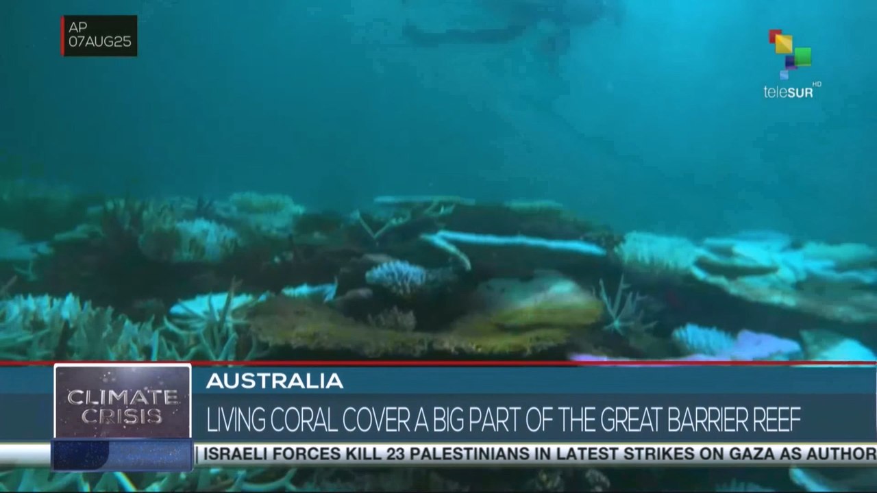 Australia: Great barrier reef suffers worst annual coral loss in 40 years