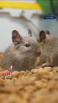 ഓമനിച്ചു വളർത്തുവാൻ ഡെഗു റാറ്റ്സ് | Degu Rats for Pets #petsworld #degu ഈ ഷോപ്പിന്റെ അഡ്രസ്സ് മിക്കി പെറ്റ്സ് ബി‌ജെ‌പി ജില്ലാ ഓഫീസിന് സമീപം,പത്തനംതിട്ട.ഫോണ്‍ നമ്പര്‍ - 80896 90746/98463 90746/ 0468 2964521Mickey Pets