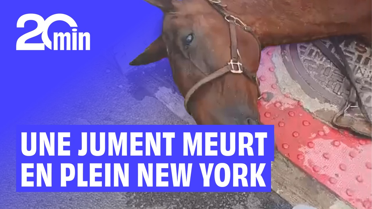 Maltraitance animale : Une jument meurt en plein New York