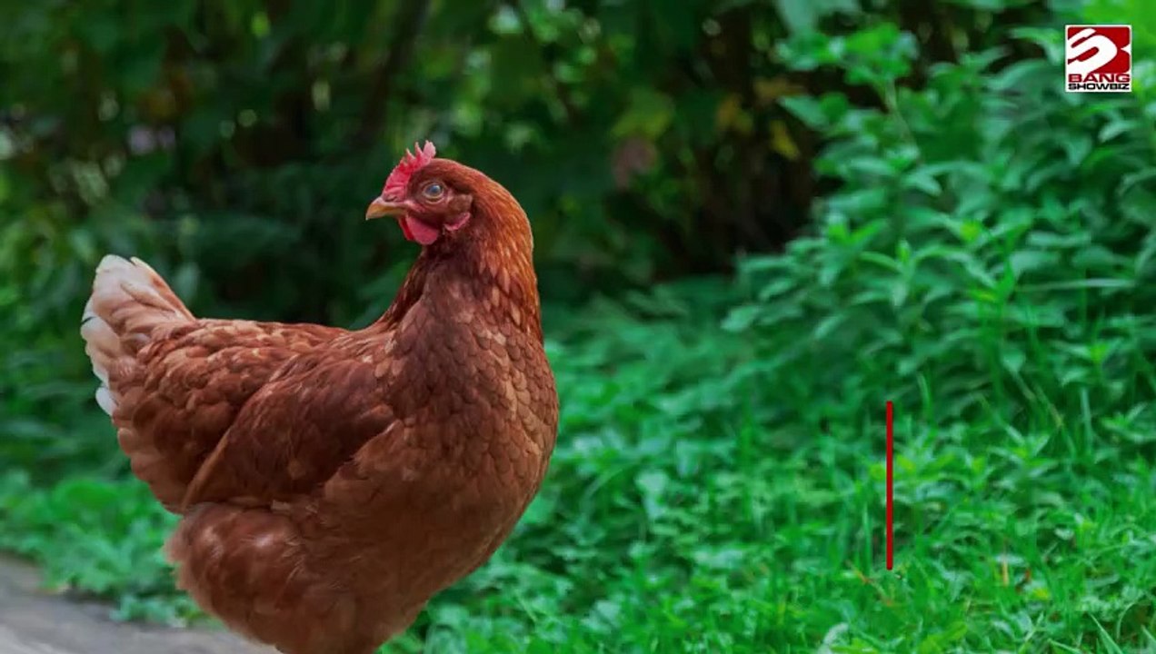 Aalborg Zoo kritisiert: Haustiere als Futterspenden für Raubtiere