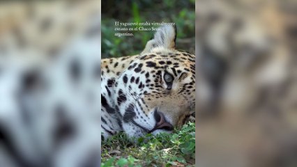 Después de 30 años volvió a nacer un yaguareté en el Chaco argentino
