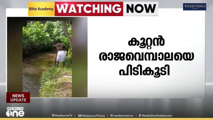 പാലക്കാട് കിഴക്കഞ്ചേരി പൂതനക്കയത്ത് കൂറ്റൻ രാജവെമ്പാലയെ പിടികൂടി