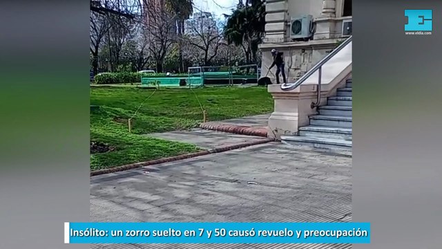 ¡Insólito! Un zorro suelto en el patio de la Legislatura bonaerense causó revuelo y preocupación