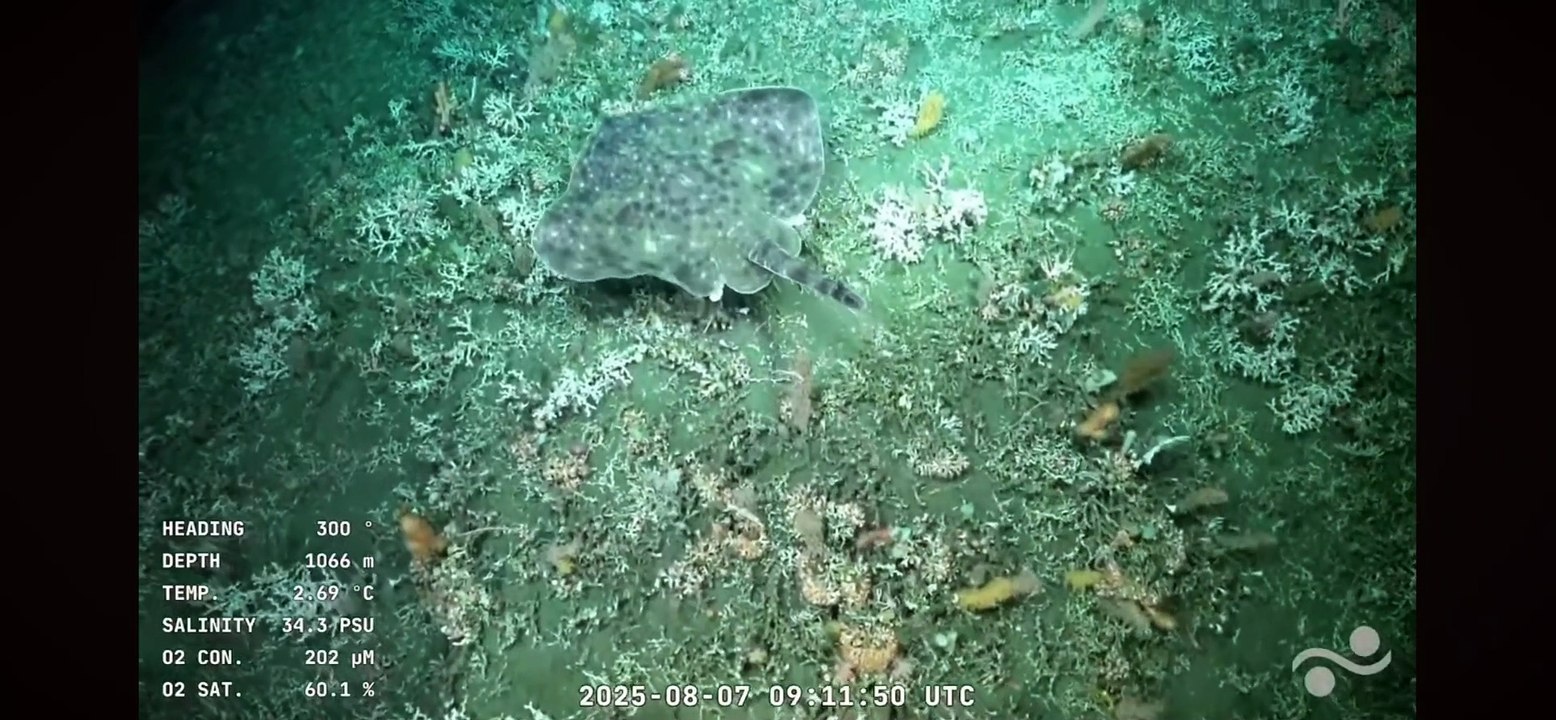 El hallazgo de una mantarraya por parte de los científicos del Conicet