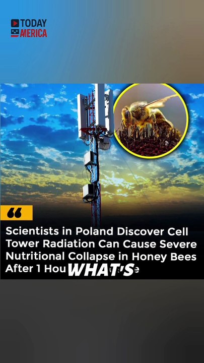 Phone Radiation Is Killing Bees – Are We Next?#PhoneRadiation #SaveTheBees #RadiationEffects #BeeExtinction #EMFExposure #EnvironmentalCrisis #ElectromagneticRadiation #BeesInDanger #TechnologyVsNature #AreWeNext #5GConcerns #PollinatorsAtRisk #BeesAndRad