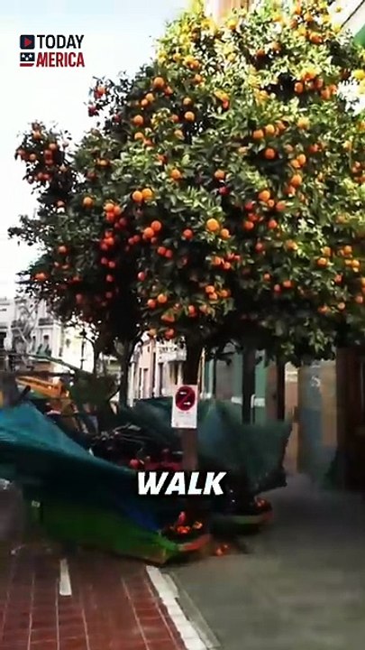 Free Fruit for All – New Zealand’s Delicious Urban Revolution! #FreeFruit #UrbanFarming #NewZealand #FoodRevolution #SustainableLiving #UrbanGardening #FruitForAll #EdibleCities #GreenInitiatives #CommunityGardens #FoodSecurity #HealthyLiving #NatureInThe