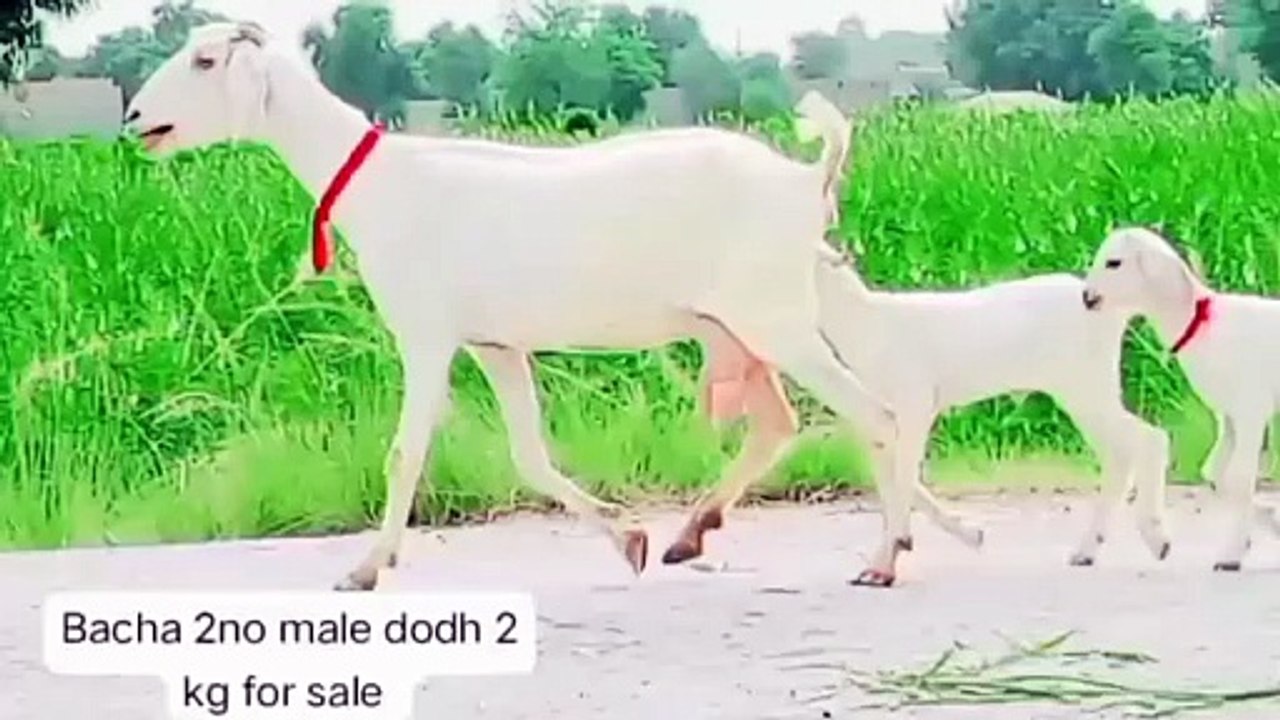 Tedi Barbari Goat/Tedi Goat/Barbari Goat/White Goat/Goat Milk/Male Goats/Healthy Goat/Cute Goat