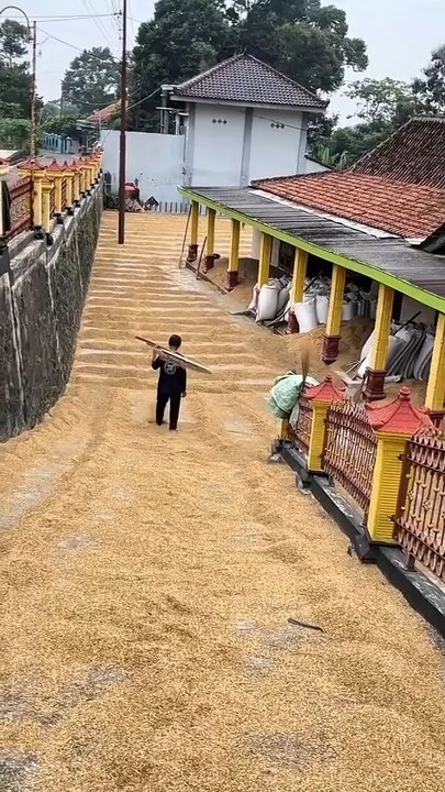 berniat baik malah gak baik niat ingin jemur padi tapi malah?