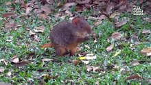 💖 30 Minutes of ADORABLE Wild Animals 🐻  Funny Pet Videos