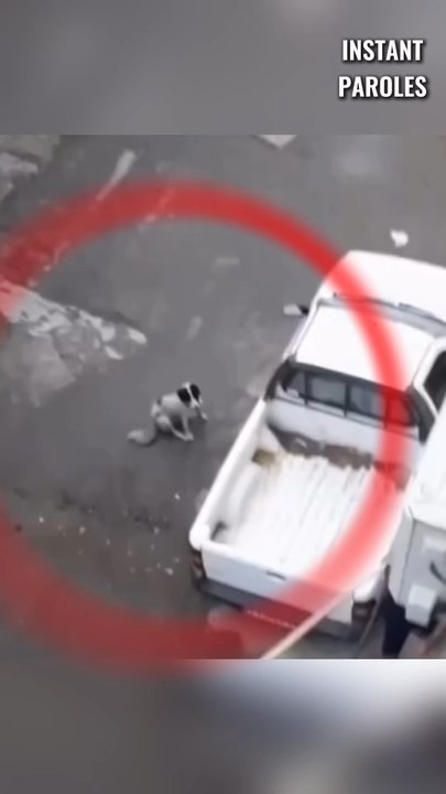 Cet homme se mobilise pour ce chien et ses chiots