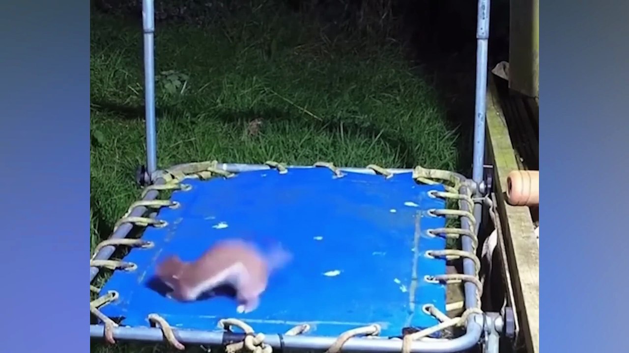 20 Minutes Of Funniest Animals  😅 Best Dogs Videos 🐶