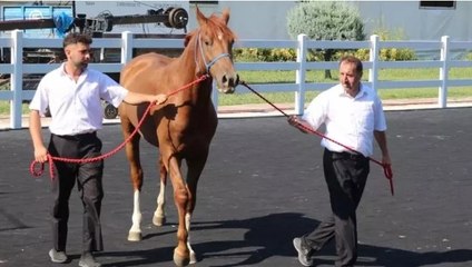 TİGEM, 51 tayın satışından 27 milyon 750 bin lira gelir elde etti