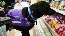 60 Hero Animals That Saved Human Lives