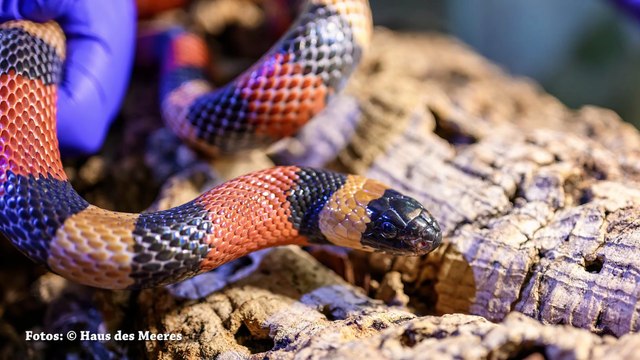 Neustart für Exoten in Not Haus des Meeres übernimmt Pflegestation für Reptilien und Amphibien