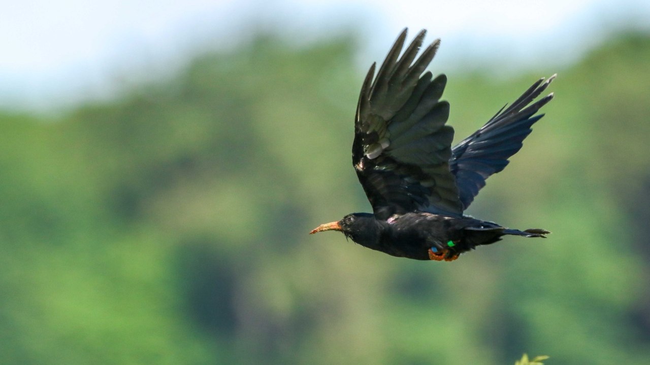 Baby red-billed chough first to take flight in more than 200 years